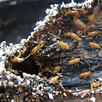 termites.jpg